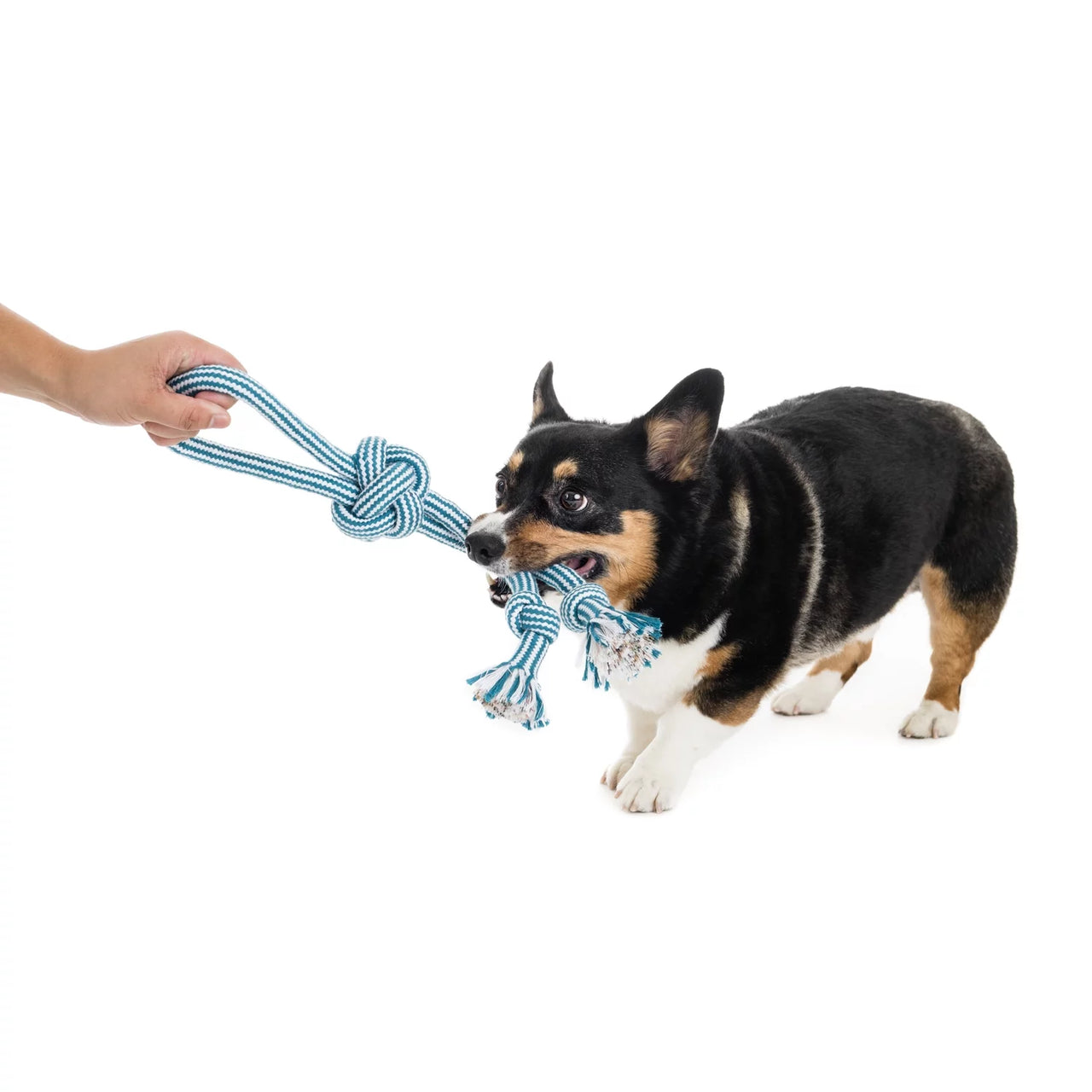 Flossy Chews 18