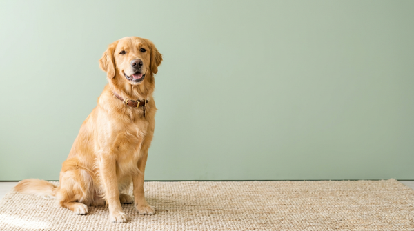 Happy healthy dog on pale sage green background